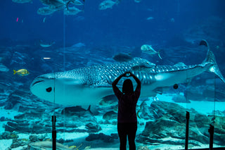 Diving With Gentle Giants